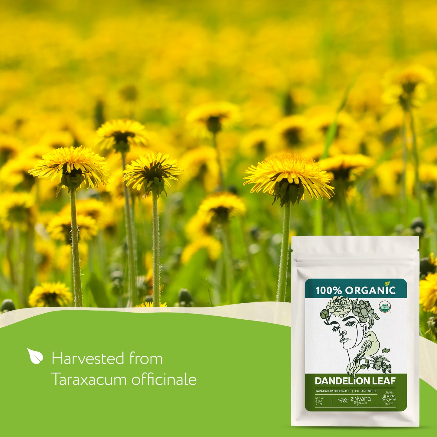 Organic Dandelion Leaf (Taraxacum officinale) – 5 lb Bulk - Zhivana Organics