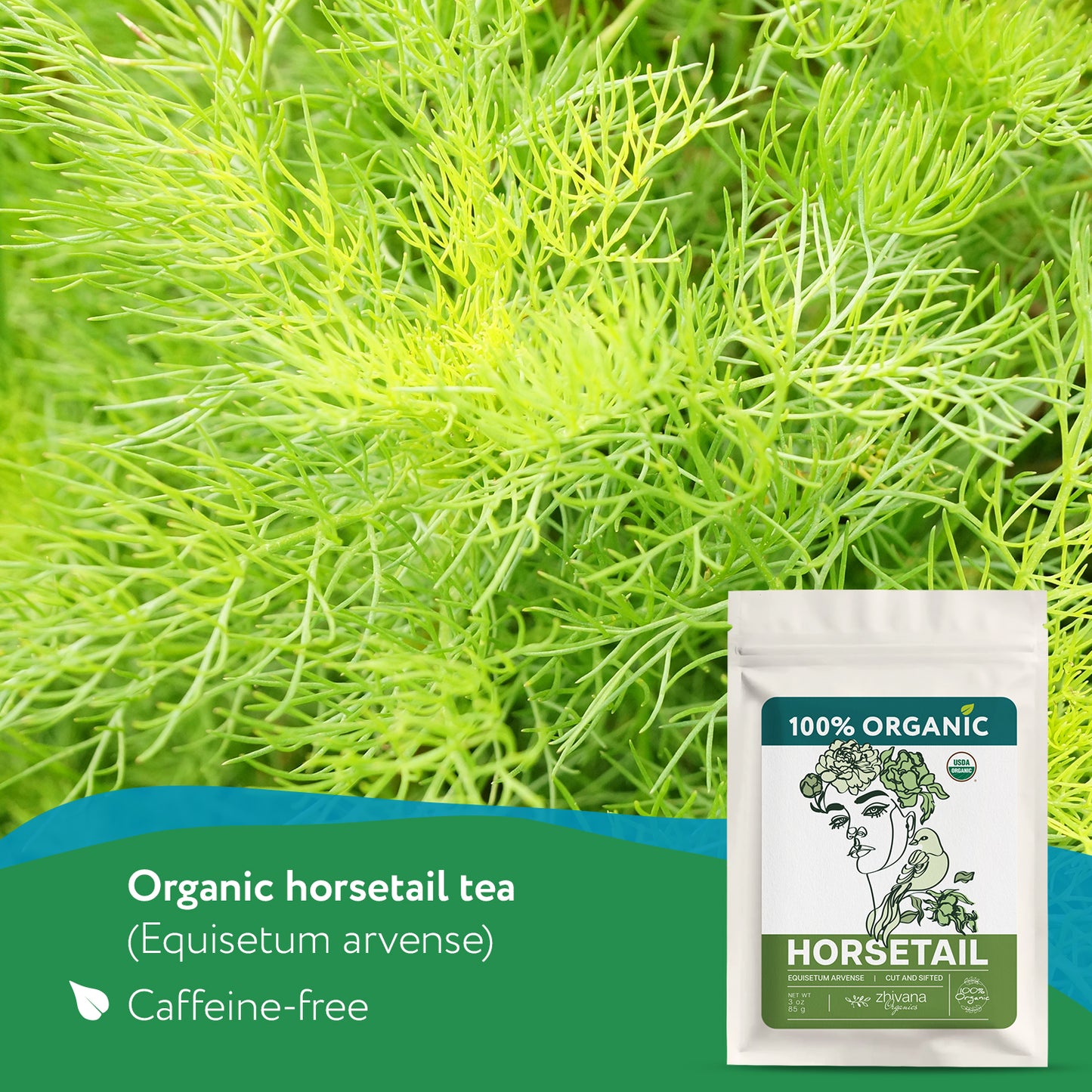 Organic Horsetail (Equisetum arvense) – 5 lb Bulk - Zhivana Organics