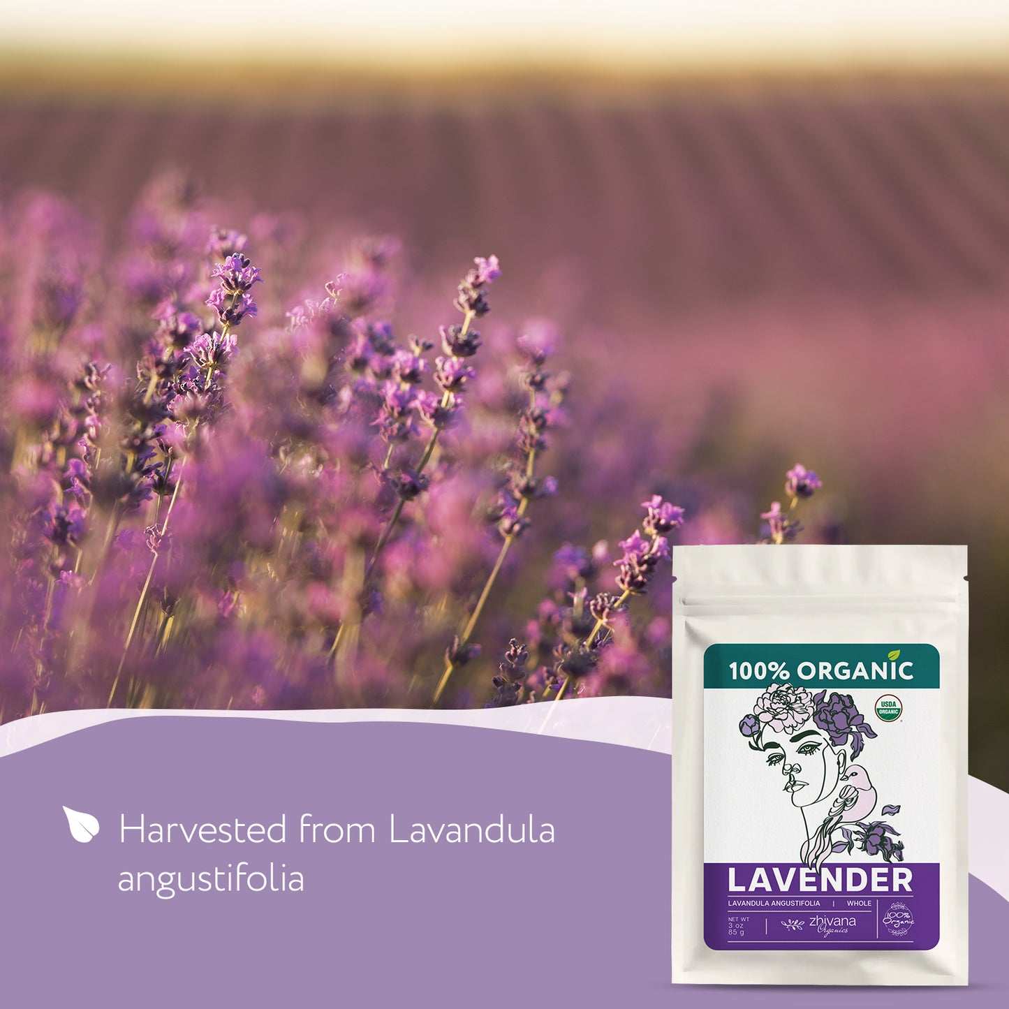 Organic Lavender Buds (Lavandula angustifolia) – 5 lb Bulk - Zhivana Organics