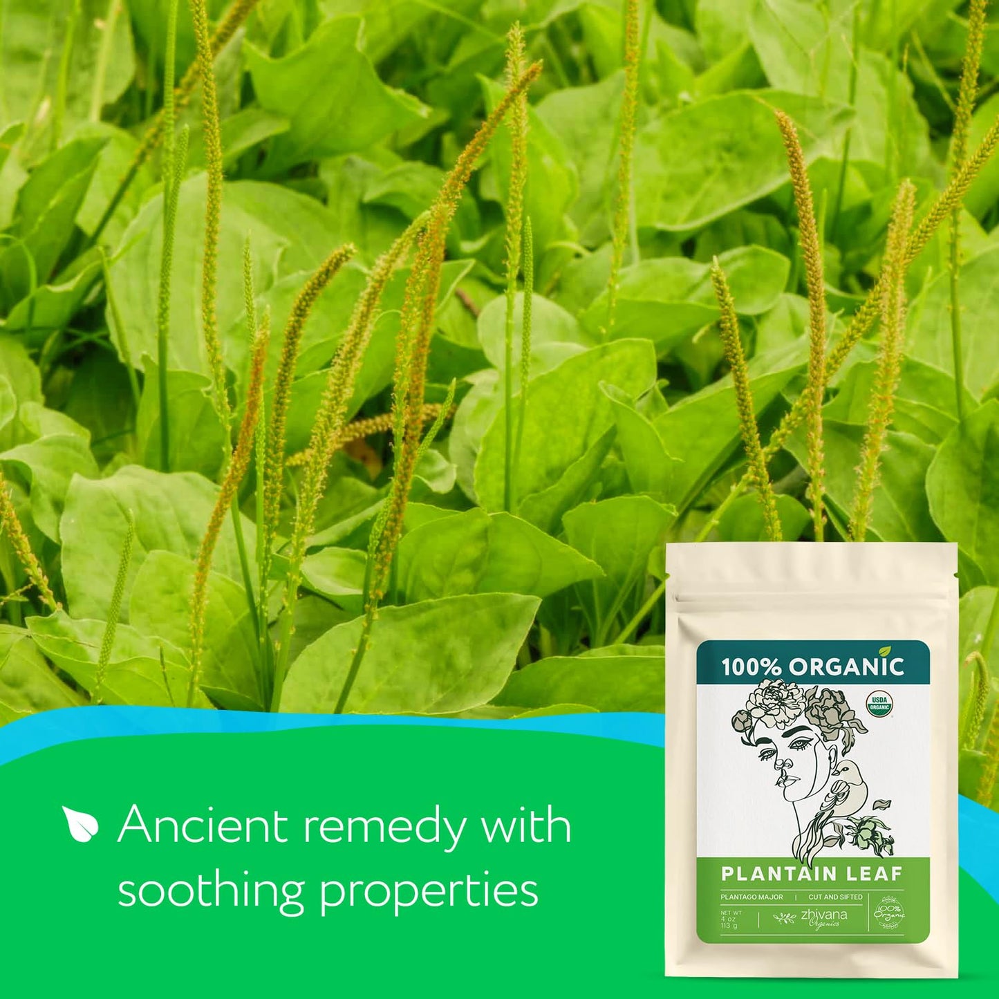 Organic Plantain Leaf Tea - 5 LB