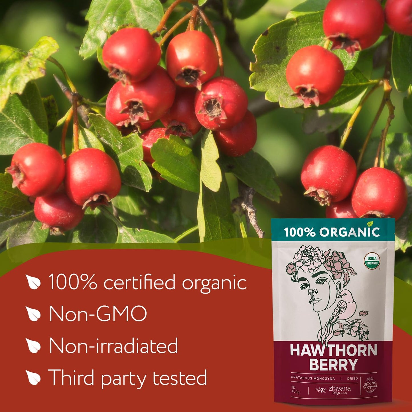 Organic Hawthorn Berry Tea (Pack of 4) - 4 LB - Zhivana Organics