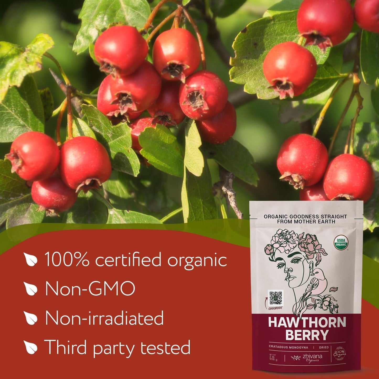 Organic Hawthorn Berry Tea (Pack of 4) - 4 LB