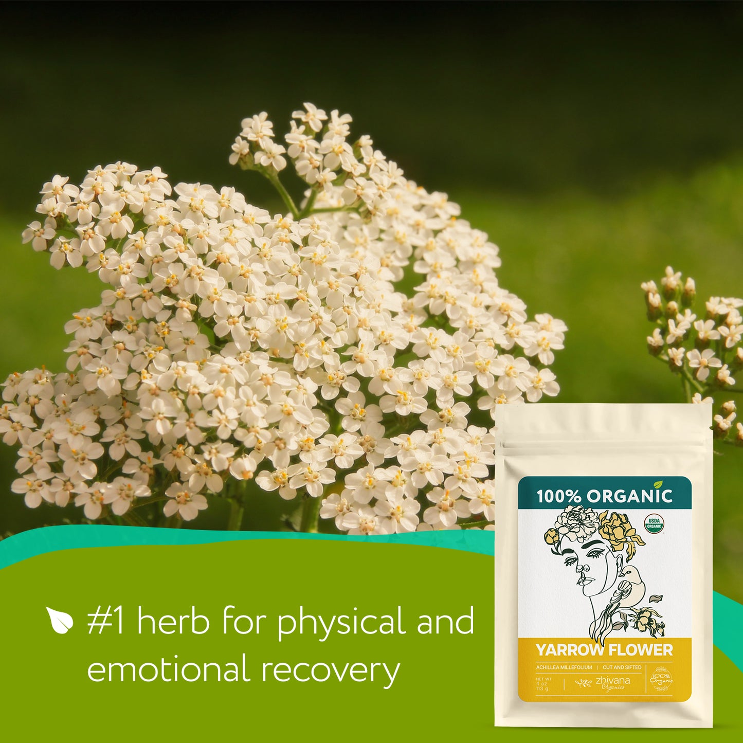Yarrow Flower Tea Organic - 5LB