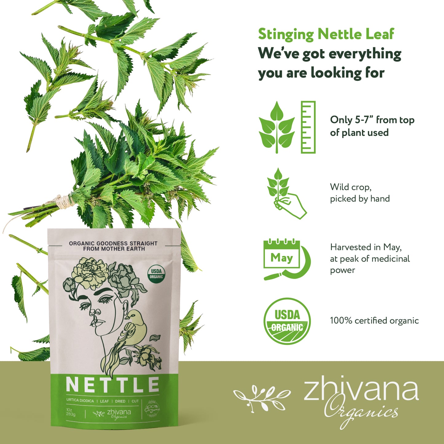 Nettle Leaf Dried Cut & Sifted - Zhivana Organics